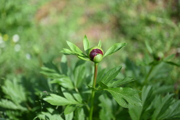 Paeonia peregrina is a species of flowering plant in the peony family Paeoniaceae, native to...