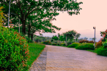 Blurred close-up natural background of leaves, bamboo leaves that rise in the park or by the roadside in the journey, the beauty of nature in spring