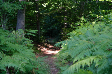 Obraz premium fern in the woods