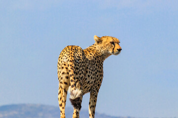 Portrait of a cheetah (Acinonyx jubatus) © olyasolodenko