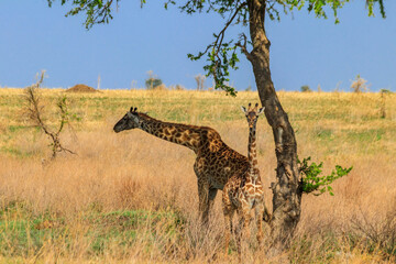 Mother and baby giraffe (Giraffa camelopardalis) in Serengeti national park in Tanzania
