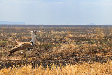 Kori bustard (Ardeotis kori) walking in dry savannah in Serengeti National Park, Tanzania