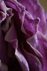 Dry Rose flower fragment, macro shot