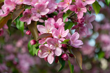 Delicate pink apple blossom
