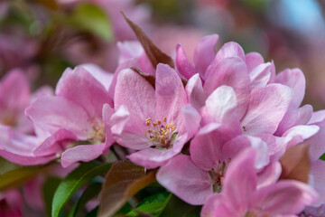 Delicate pink apple blossom