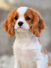 dog puppy 3 months old cavalier king charles spaniel for a walk in the summer in the park