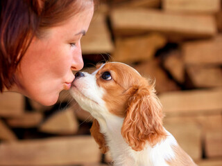 dog puppy 3 months old cavalier king charles spaniel for a walk in the summer in the park