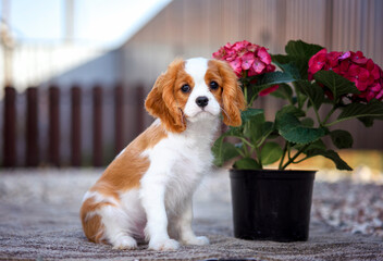 dog puppy 3 months old cavalier king charles spaniel for a walk in the summer in the park