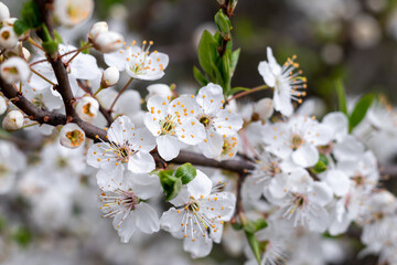 White Cherry Flowers. Beautiful flowering fruit trees. Background with blooming flowers in spring day.