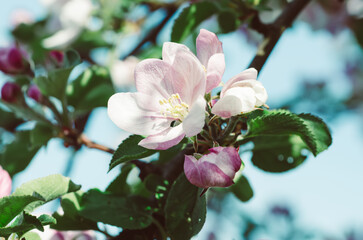 Obraz premium Apple tree flower