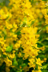 Lysimachia in a sunny summer garden