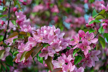 Delicate pink apple blossom
