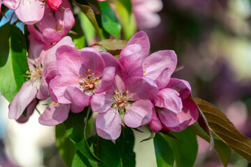Delicate pink apple blossom
