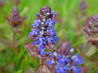 Rotblättriger Günsel, Ajuga reptans, Nahaufnahme