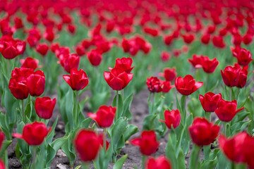 Red tulip flowers background outdoor