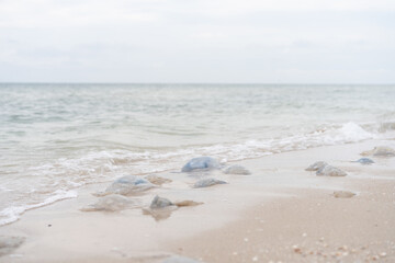 Many Dead Jellyfish On Sea Beach Shallow Water Cornerot and Aurelia jellyfish on the sandy shore and in the water.