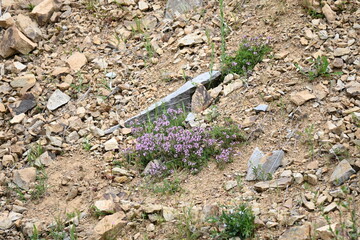 Thymus algeriensis  extracts have powerful anti-inflammatory, antipyretic, and analgesic effects against acute pain models.
