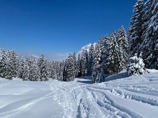 Wonderful winter hiking trails and traces on the slopes of the Alpstein mountain range and in the fresh alpine snow cover of the Swiss Alps, Nesslau - Obertoggenburg, Switzerland (Schweiz)