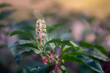Phytolacca americana flowers on nature