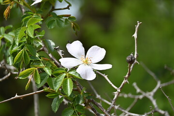Rosa canina, Dog Rose, Common-briar, Dogbrier, Briar, Wild rose, Dog-rose, Ыт-кады, Canker rose, Common briar, Dog briar