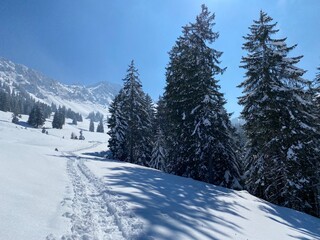 Fototapeta premium Wonderful winter hiking trails and traces on the slopes of the Alpstein mountain range and in the fresh alpine snow cover of the Swiss Alps, Nesslau - Obertoggenburg, Switzerland (Schweiz)