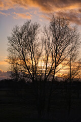 Trees in the sunset on the meadows in front of the Bodden in Zingst.