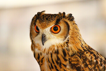 ミナミワシミミズクの顔