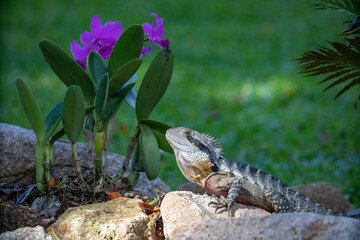 iguana on the rocks