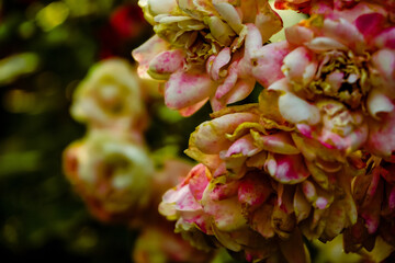 close up of a bunch of flowers