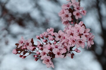 blossom in spring