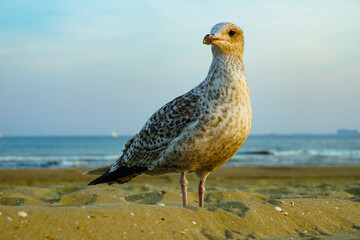 seagull on a rock