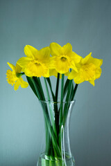Narcissus - several flowers yellow daffodils spring flowers close-up isolated on gray background. Delicate bouquet of daffodils isolated on a gray background.
