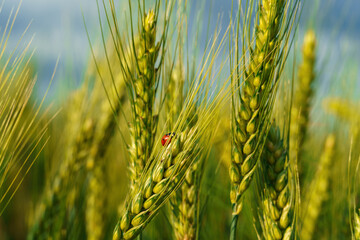 ladybug on young green wheat sprout, agricultural field, bright spring landscape on a sunny day, blue sky as background - Powered by Adobe