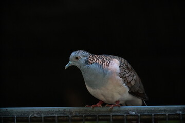 white dove on a fence