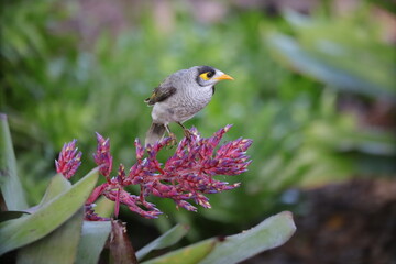 bird on a flower