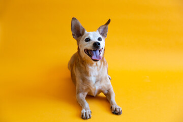 Cute mixed breed small tan dog with white face hair from old age lying down against seamless orange background