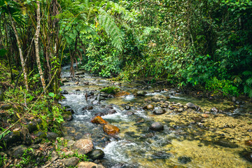 Ecuador Tropical Rainforest. Hiking trail in Amazon Cloud Forest. Jungle path to Hola Vida Waterfall. Puyo, Ecuador. South America. © Curioso.Photography