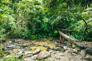 Ecuador Tropical Rainforest. Hiking trail in Amazon Cloud Forest. Jungle path to Hola Vida Waterfall. Puyo, Ecuador. South America.