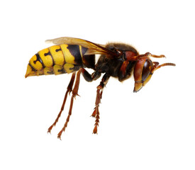 hornet isolated on white