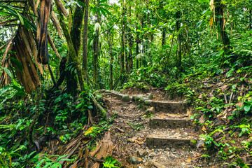 Ecuador Tropical Rainforest. Hiking trail in Amazon Cloud Forest. Jungle path to Hola Vida Waterfall. Puyo, Ecuador. South America.