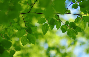 Green leaves plants nature spring background at