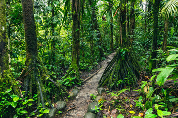 Ecuador Tropical Rainforest. Hiking trail in Amazon Cloud Forest. Jungle path to Hola Vida Waterfall. Puyo, Ecuador. South America. © Curioso.Photography