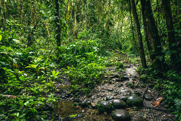 Ecuador Tropical Rainforest. Hiking trail in Amazon Cloud Forest. Jungle path to Hola Vida Waterfall. Puyo, Ecuador. South America. © Curioso.Photography