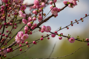 pink blooming wild plum flowers on a branch, pink sakura