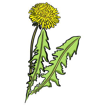 Dandelion Illustration with Yellow Flower and Green Leaves Vector
