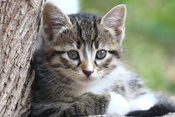 close up portrait of a kitten
