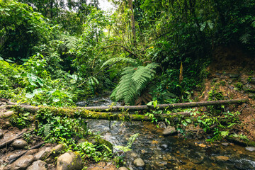 Ecuador Tropical Rainforest. Hiking trail in Amazon Cloud Forest. Jungle path to Hola Vida Waterfall. Puyo, Ecuador. South America. © Curioso.Photography