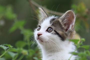 close up portrait of a kitten