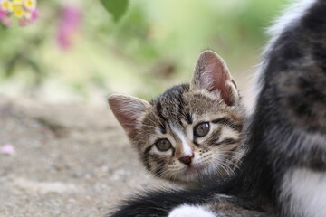 close up portrait of a kitten