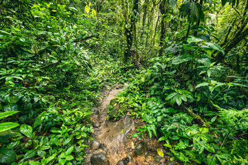 Ecuador Tropical Rainforest. Hiking trail in Amazon Cloud Forest. Jungle path to Hola Vida Waterfall. Puyo, Ecuador. South America. © Curioso.Photography